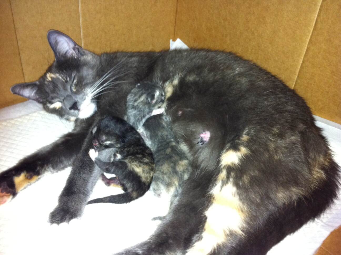 刚出生一天的小猫和妈妈在一起.JPG