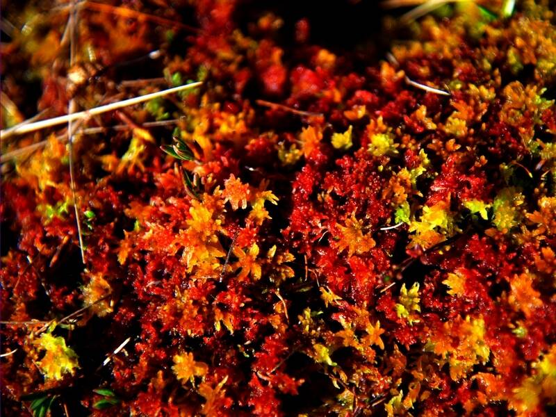 五彩斑斓的苔藓