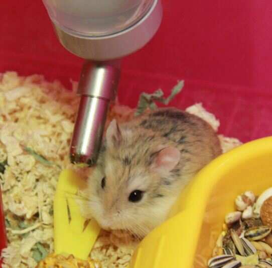 仓鼠hamster