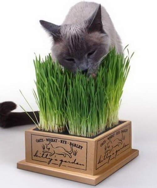 cat-grass-13.jpg