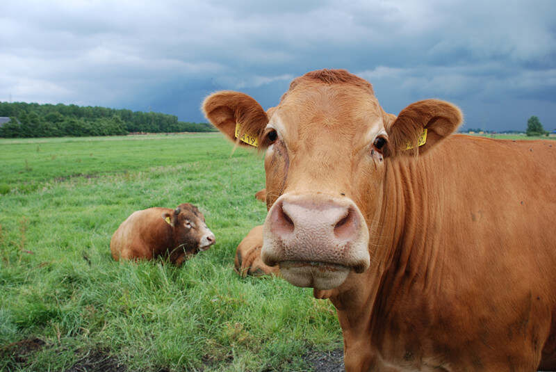 cows_Netherlands.jpg