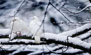 cid36899_fullimage_winter tak met vogels_313x192.jpg