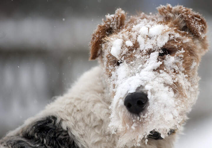dog-play-snow_8.jpg