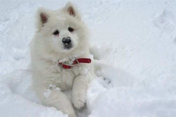Loving-the-snow-dogs-13052100-600-398.jpg