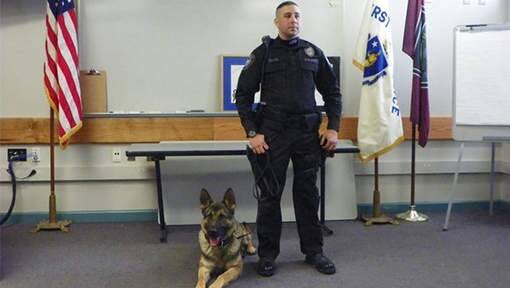 荷兰的警犬被派去美国服役，可是听不懂英语…学外语！