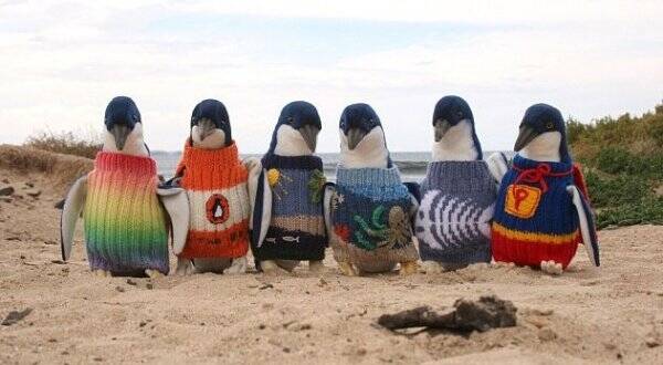 澳洲最长寿的老大爷，现在天天忙着给企鹅织毛衣。。。