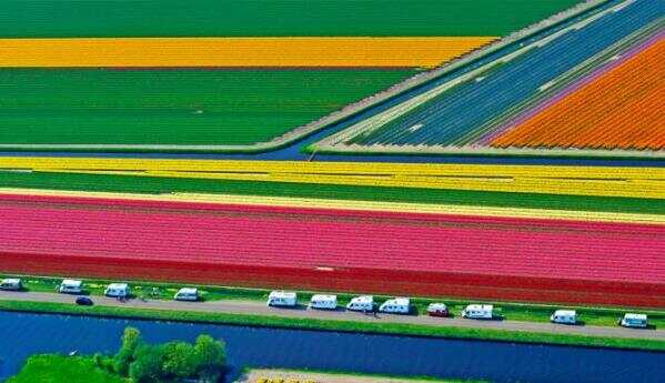 想找到荷兰最美丽的花田？用bloemenradar.nl来搜索吧！