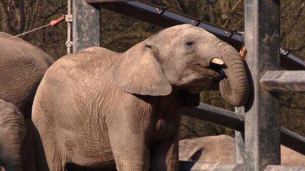 荷兰Tilburg野生动物园迎来4只非洲象