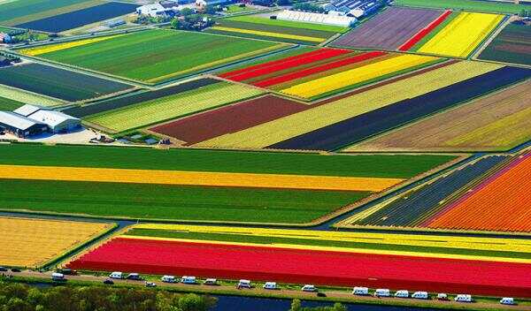 除了keukenhof，荷兰哪里可以看到漂亮人又少的花田？