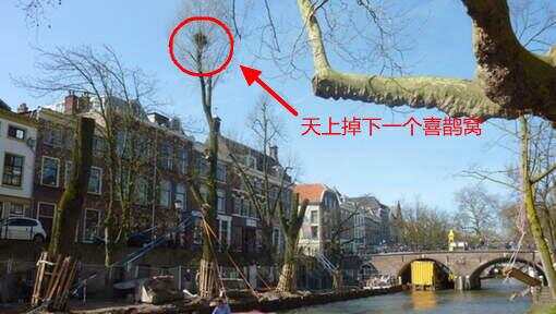 Utrecht修水坝遇上鸟事儿。。。只能说荷兰太安居乐业了！