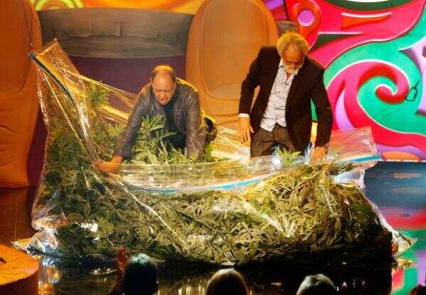 今天是国际大麻日，来科普一下大麻的众多品种