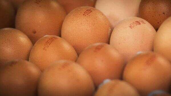 由于禽流感造成的鸡蛋短缺，荷兰蛋制品可以出口到美国了