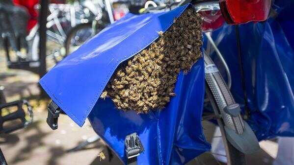 狂蜂袭击单车购物袋吓坏路人
