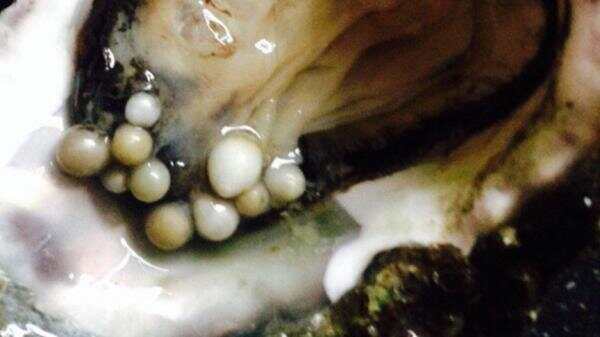 荷兰一鱼店在生蚝内发现多颗珍珠，这“飞来横财”啊！