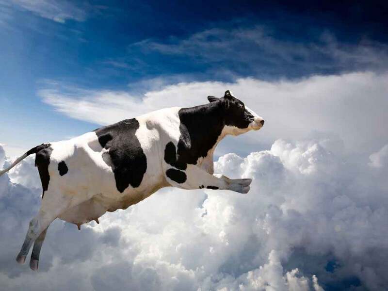 Cow-flying-in-the-sky-l-1-.jpg