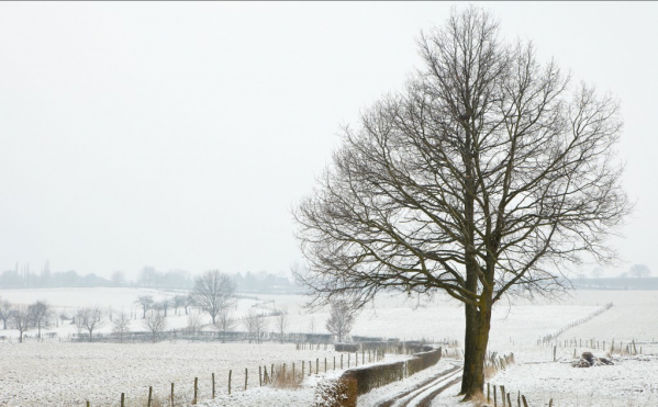 荷兰今年十月首飘雪，林堡变身融化的早冬雪人