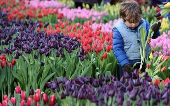 50399_fullimage_national tulipday little boy with tulips_560x350.jpg