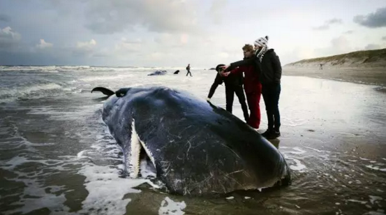 五头抹香鲸搁浅Texel海滩 场面既震撼又悲伤