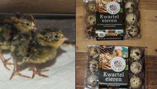荷兰超市Abert Heijn 出售的散养鸡蛋竟然孵出小鸡来！