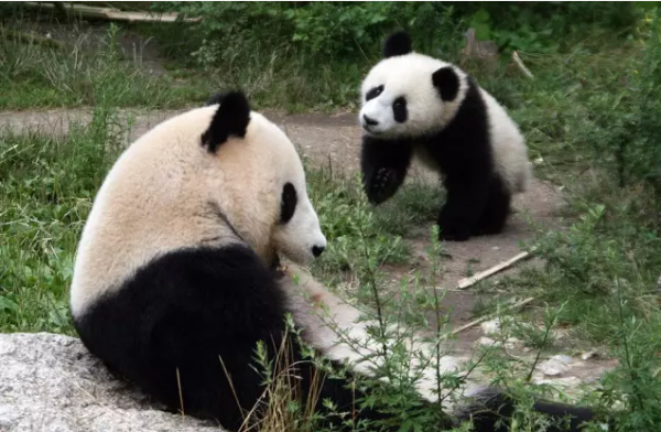 熊猫4月1日来荷，愚人节笑话？动物园说，不是！
