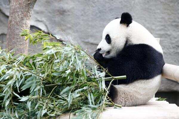 怪不得如此努力准备！原来荷兰惦记咱的大熊猫足足15年