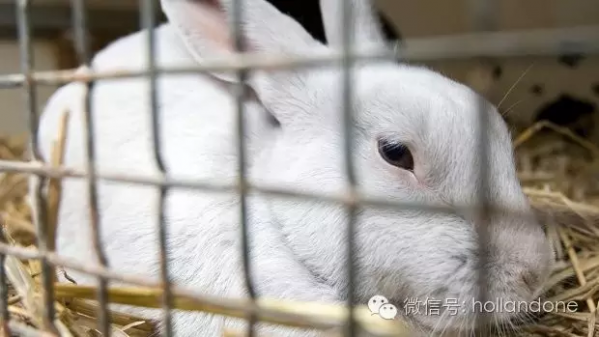 Dirk和Dekamarkt超市停售兔肉，据说要保护动物权益