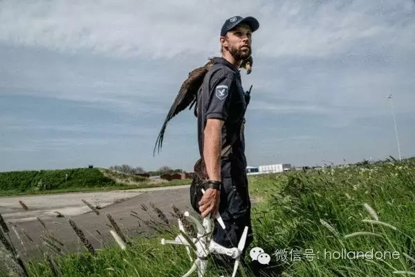 世界第一，荷兰训练鹰隼抓获无人机试验成功