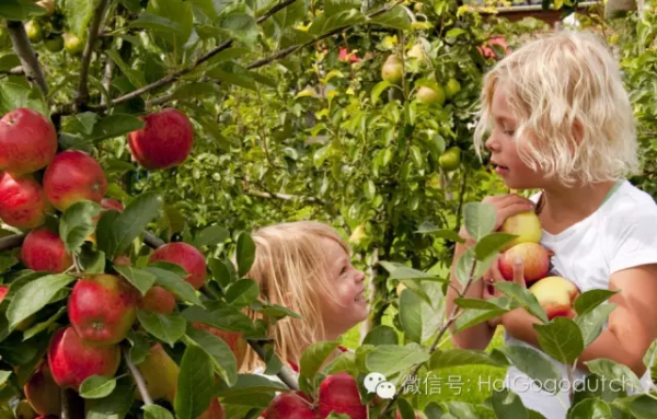 谁是你的小苹果？荷兰全境各大农场，苹果园开放随便采！