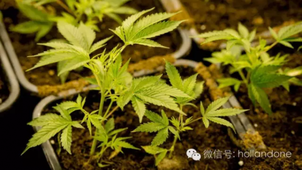 荷兰：这是大麻种植合法化的前奏么？