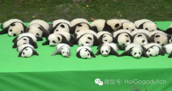 这23只熊猫宝宝萌炸了全世界,你们中国人人家里都养熊猫吗