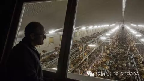 荷兰奶业危机之后，现在是家禽业的禽流感危机！