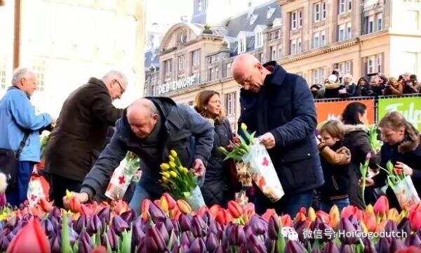 荷兰国家郁金香节倒计时！周六，20万朵郁金香等你带回家