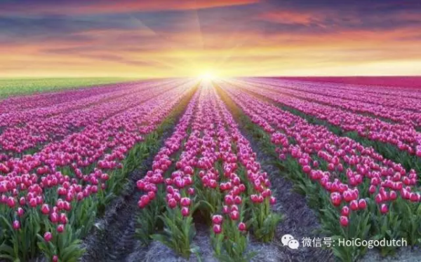 凭支付宝可以在荷兰走遍哪些地方？看完简直惊呆了