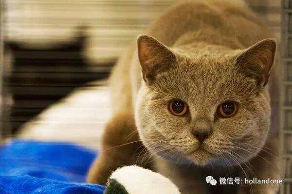失踪的宠物猫在千里之外的瑞士发现，怎么...