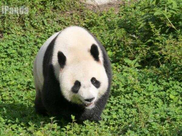 盼了16年的熊猫终于要来了！荷兰小城居然这样迎接两只滚滚