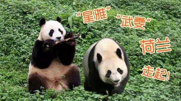 【直播】武雯 星雅到荷兰啦！熊猫滚滚入境荷兰全程图文直播！ ... ...
