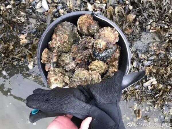 惊呆！真有华人去丹麦吃生蚝了！连TF boys都去了！