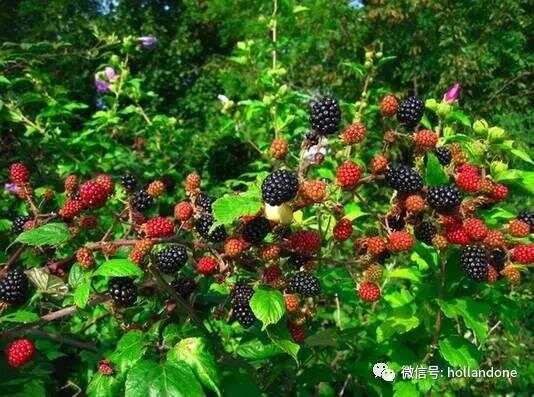 私自采摘荷兰黑莓会被罚款，也包括其他大自然的恩赐
