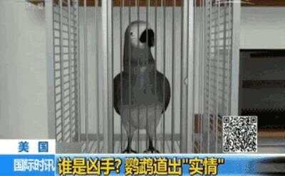 宠物鹦鹉成枪击案唯一目击者，帮助警方成功破案！厉害了!