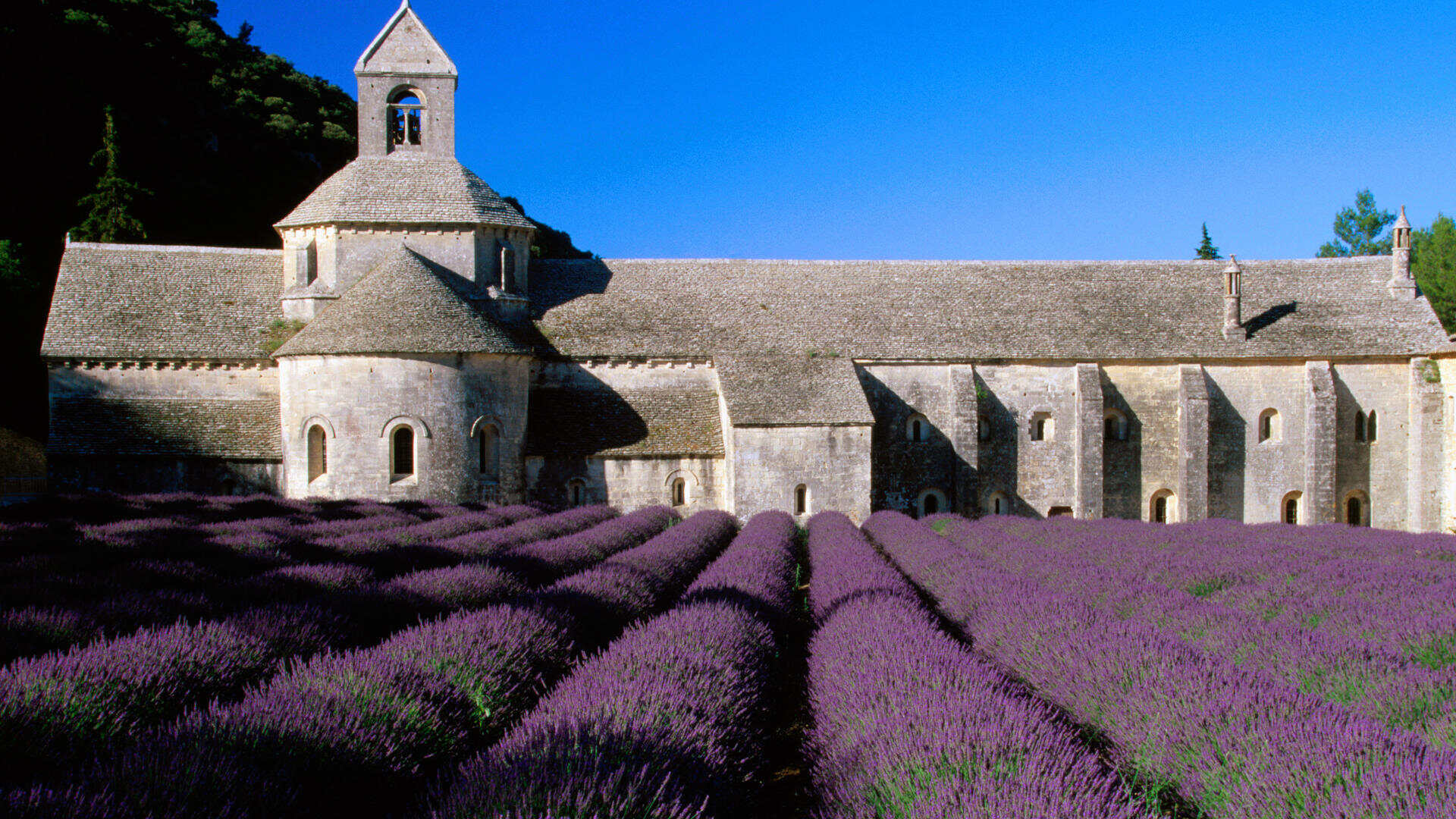 Lavender Field, Abbey of Senanque, Near Gordes, Provence, France.jpg