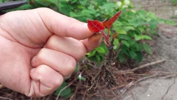 家里长了根草，房子瞬间跌价80%！见到它赶紧除掉！