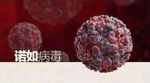 鹿特丹爆发“生化危机”，70余乘客被隔离控制