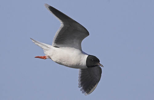 Little-Gull-Norway_0707.jpg