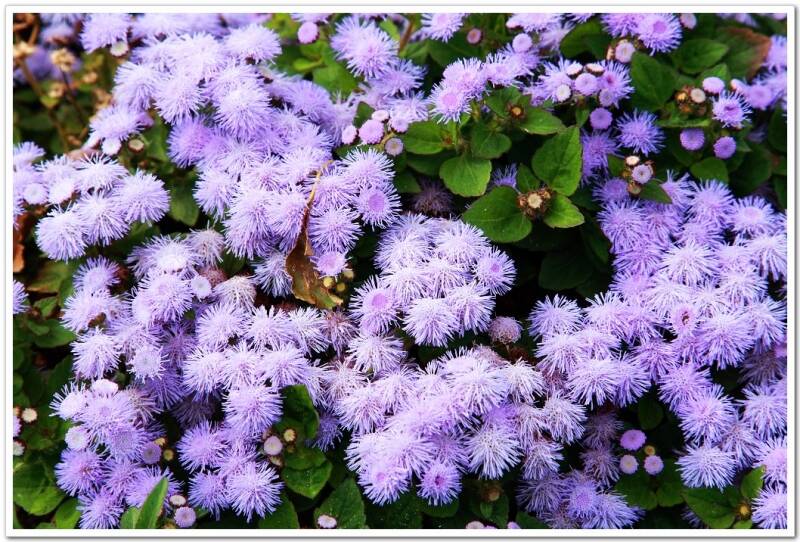 公园里的紫色小花~