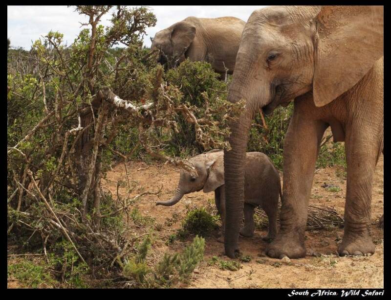 小象和母亲.jpg