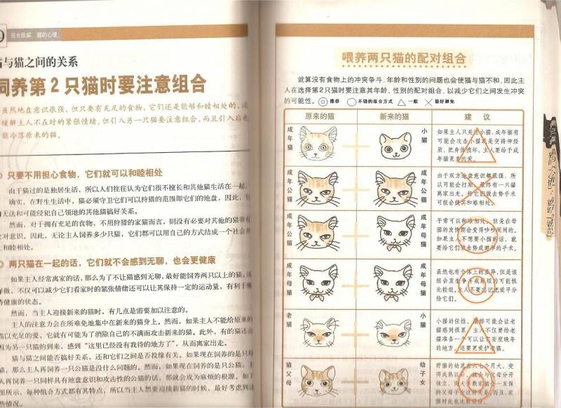 猫猫组合.jpg