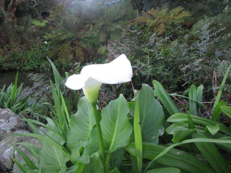 这种在国内很贵的马蒂连，他们是野花：）