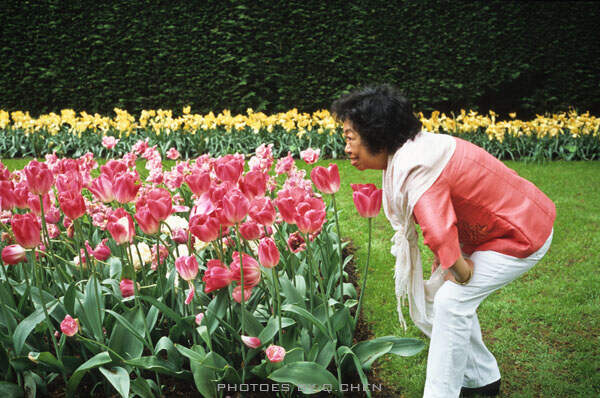 tulip-04 copy.jpg