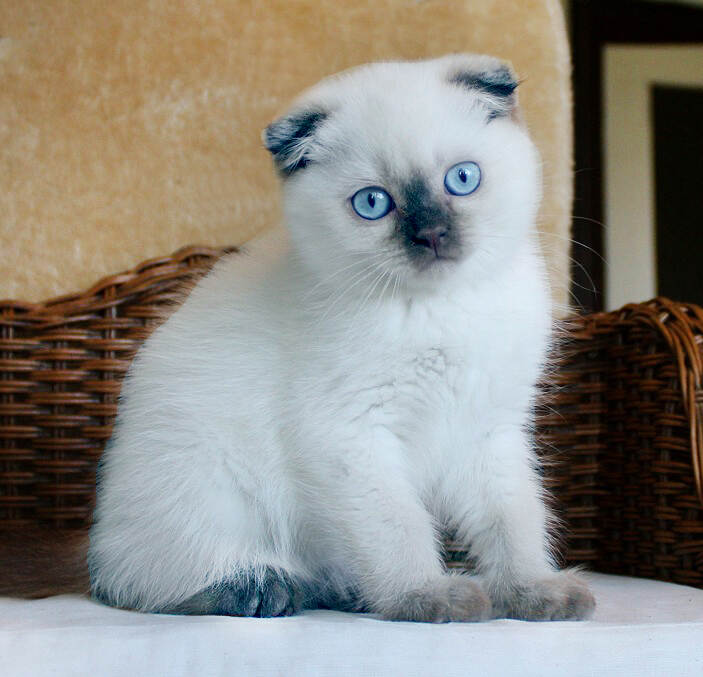 scottish_Fold_Katzenbabys_chocolate_point_1.jpg