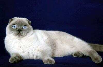 colour point siamese scottish fold.jpg